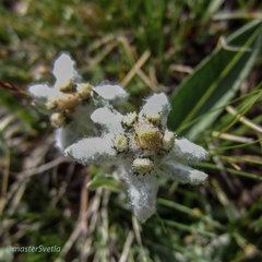 Leontopodium ochroleucum