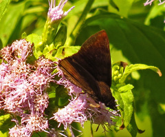 Pellicia arina