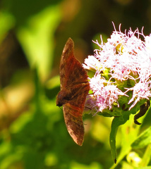 Pellicia arina