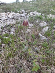 Fritillaria montana