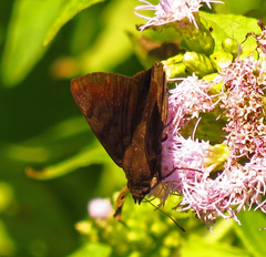 Pellicia arina