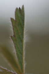 Potentilla pusilla