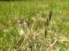Carex hartmanii