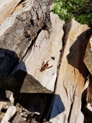 Polistes fuscatus