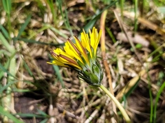 Taraxacum nordstedtii