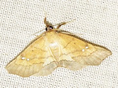 Disticta atava