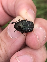 Euphoria sepulcralis