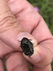 Euphoria sepulcralis