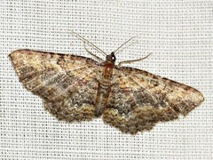 Horisme obscurata obscurata