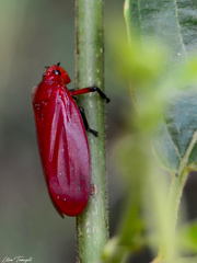 Maxantonia rubescens