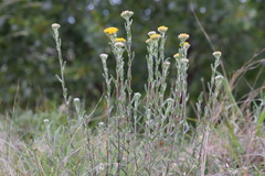Achillea tomentosa