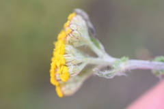 Achillea tomentosa