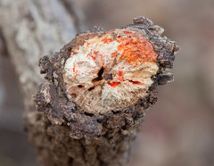 Phanerochaete sanguinea