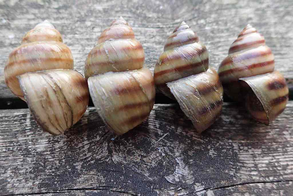River Snails