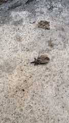 Triatoma infestans