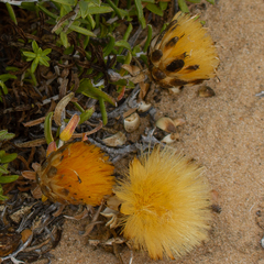 Pteronia onobromoides