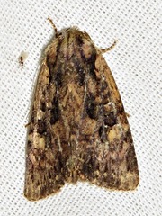 Mythimna languida