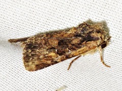 Mythimna languida