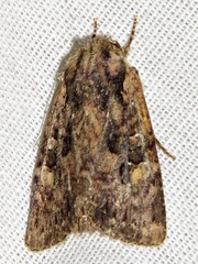 Mythimna languida