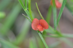 Lathyrus sphaericus