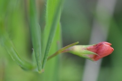 Lathyrus sphaericus