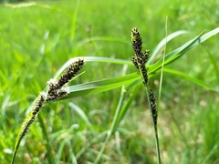 Carex hartmanii
