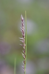 Melica ciliata