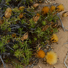 Pteronia onobromoides