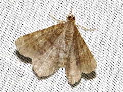 Chiasmia confuscata