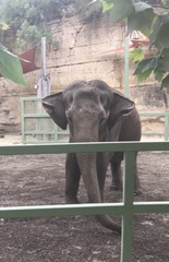 Elephantidae