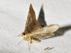 Chiasmia confuscata