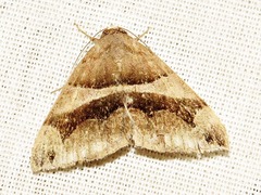 Dysgonia angularis