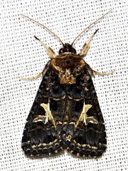 Spodoptera apertura