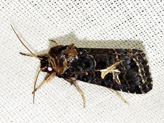 Spodoptera apertura