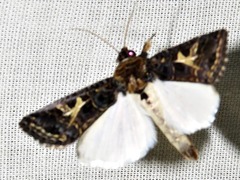 Spodoptera apertura