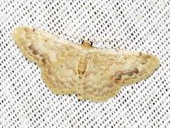Idaea squamulata