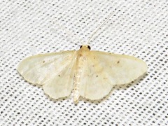 Scopula spoliata