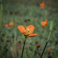 Papaver aculeatum