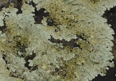 Flavoparmelia baltimorensis image