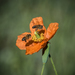 Bristle Poppy - Photo (c) Brendan Cole, some rights reserved (CC BY-NC-ND)