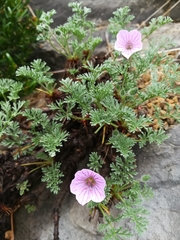 Erodium foetidum