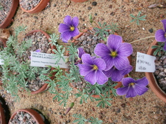 Oxalis laciniata
