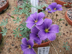Oxalis laciniata