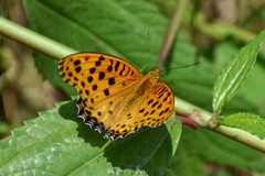 Argynnis hyperbius