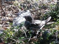 Chordeiles gundlachii