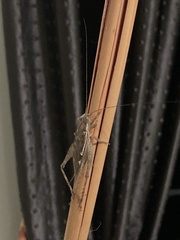Orthoptera