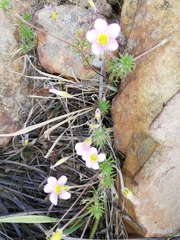 Oxalis meisneri