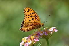 Argynnis hyperbius