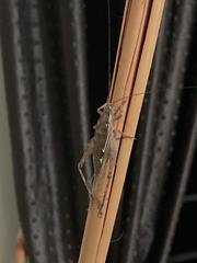 Orthoptera