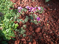 Oxalis laciniata